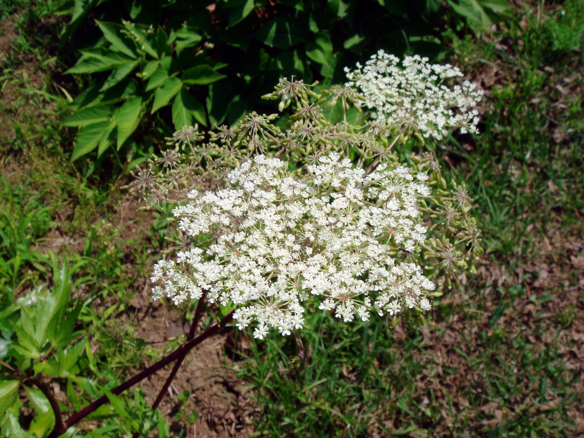 Angelica acutiloba (Siebold & Zuccarini) Kitagawa